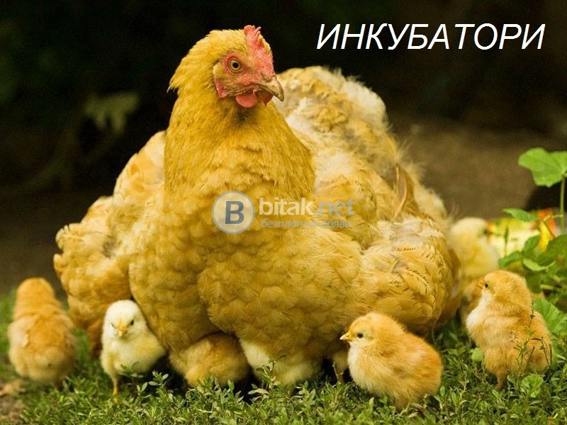 Инкубатори