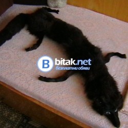 Кожена яка от лисица