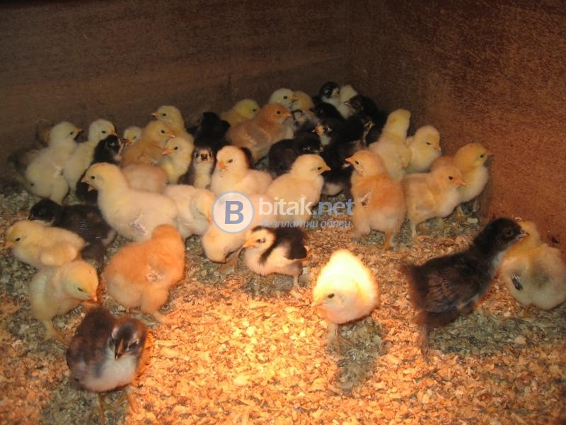 Продавам малки пилета джинки и пилета от обикновенна кокошка