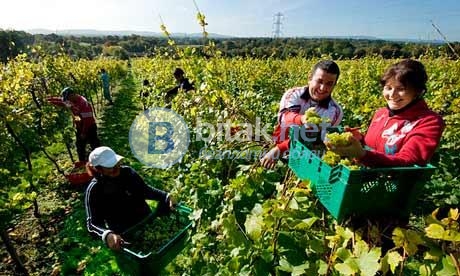 Великобритания ферми