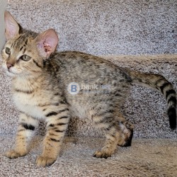Котенца Савана F5