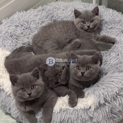 Перфектни GCCF шампионски родословни британски късокосмести котенца