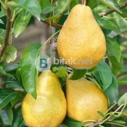 0,40 €/кг. круши за ракия от градина в Шумен без посредник, 0885290929